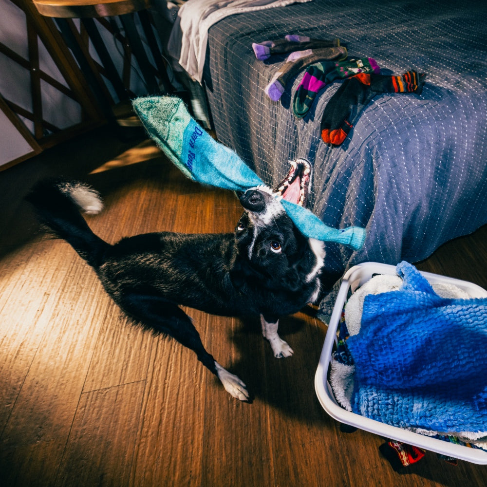 Real Dogs, Real Life "Darn It." Moments